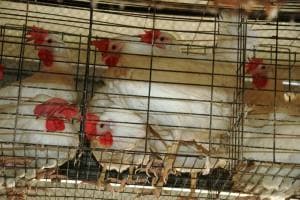 "Animals": ''Eux aussi veulent vivre''