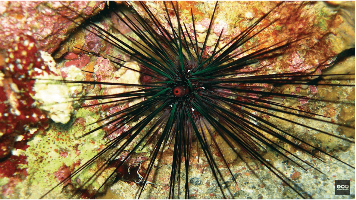 Une épidémie mortelle touche les oursins noirs du Golfe d’Eilat