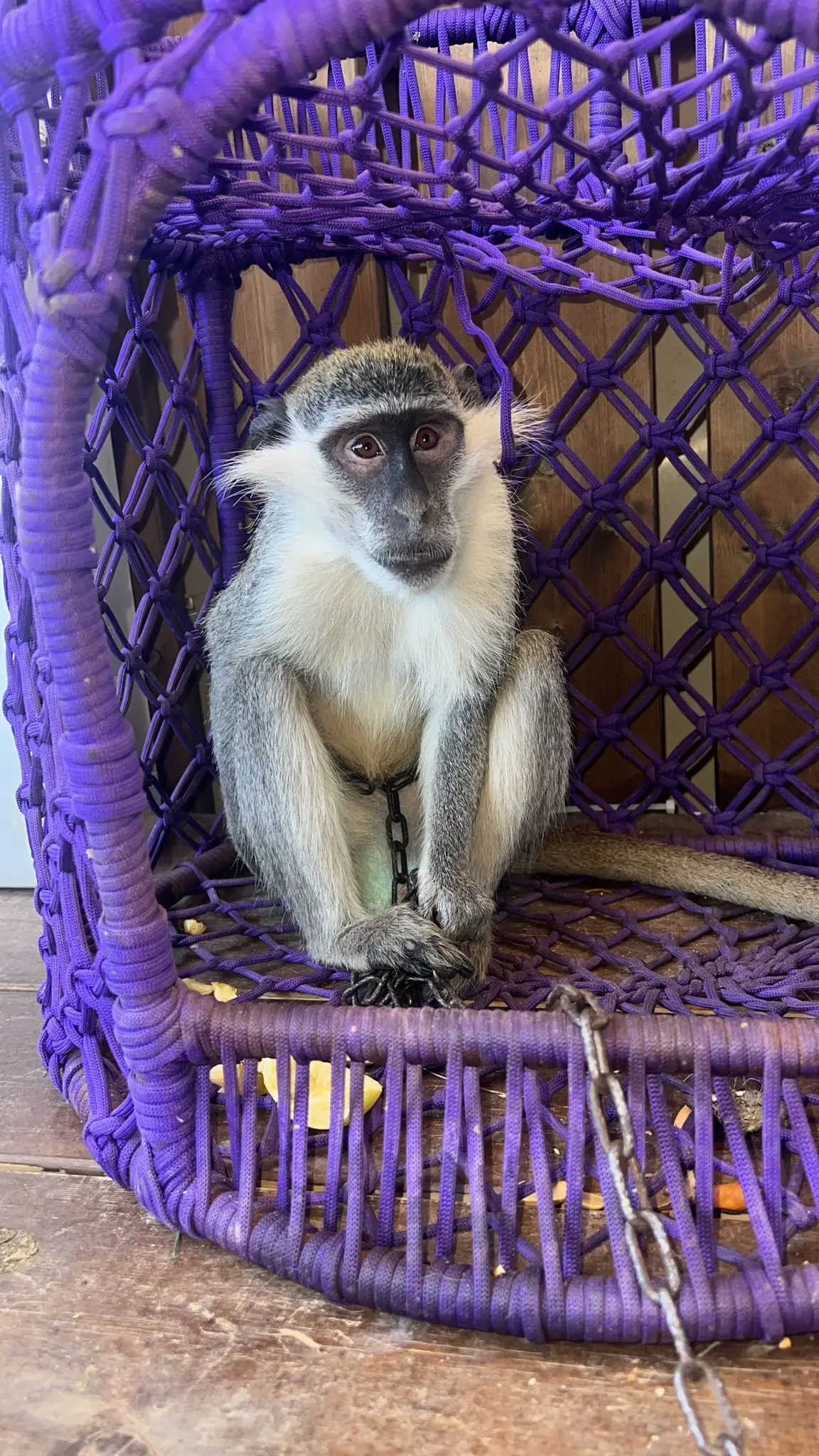 La police israélienne poursuit son démantèlement du trafic d’animaux sauvages