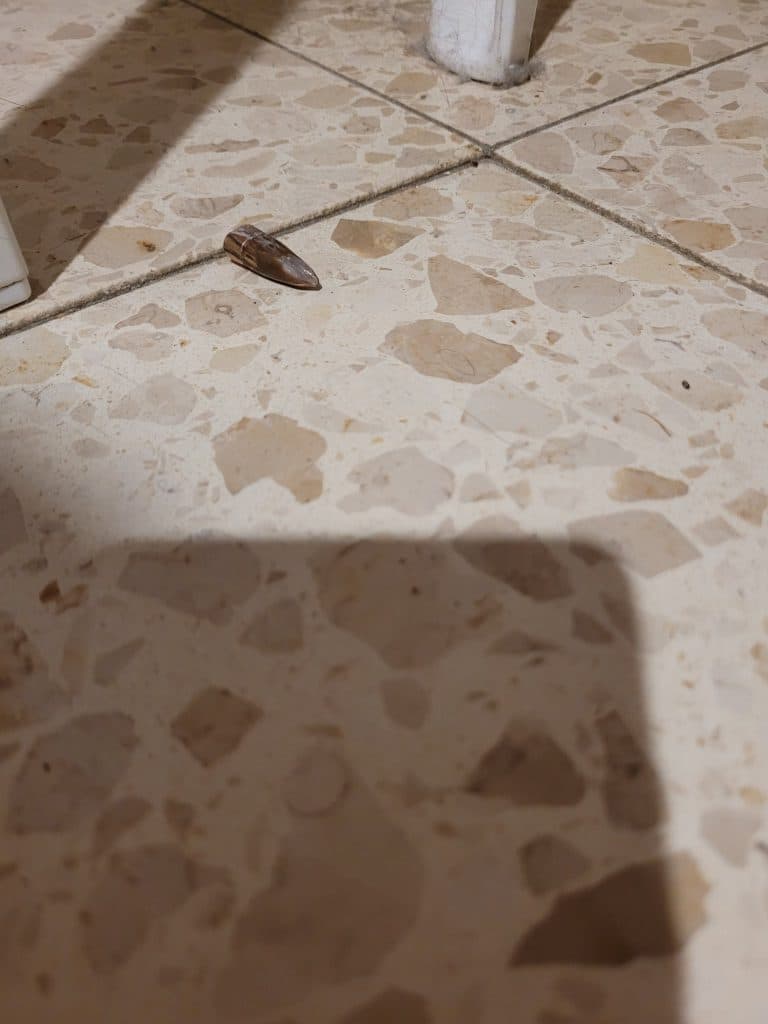 »La balle est passée à quelques centimètres de ma tête »: miracle à Lod